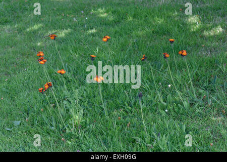Fox & Jungtiere oder Orange Habichtskraut, Gruppe Aurantiaca, blühende Pflanzen in einem Garten Rasen, Berkshire, Juni Stockfoto