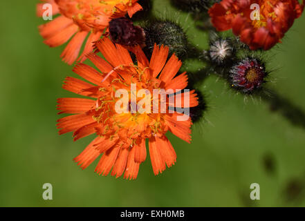 Fox & Jungtiere oder Orange Habichtskraut, Gruppe Aurantiaca, Blumen, Berkshire, Juni Stockfoto