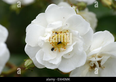 Weiße Blüten von einer weitläufigen Rektor rose mit Pollen Käfer, Berkshire, Juni Stockfoto