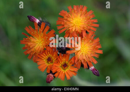 Fox & Jungtiere oder Orange Habichtskraut, Gruppe Aurantiaca, Blumen auf Rasen Unkraut, Berkshire, Juni Stockfoto