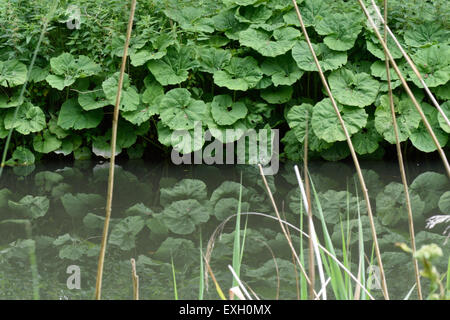 Gemeinsamen Pestwurz reflektiert Petasites Hybridus, große Blätter in das Stille Wasser des Kennet und Avon Canal nach dem Pflanzen ha Stockfoto