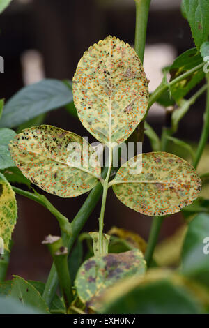 Rose Rost, Phragmidium Mucronatum, Pusteln (Urediospores, Brandsporen) auf der Blattunterseite einer ornamentalen Rose gebildet Stockfoto