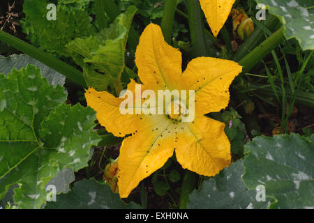 Gelbe Zucchini oder Zucchini-Blüten auf Gurkenpflanze mit Blumenkäfer, Brassicogethes aeneus, Berkshire, UK, Juli Stockfoto