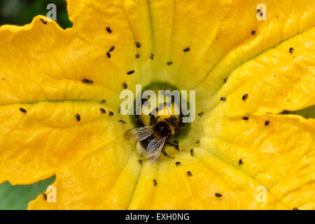 Gelbe Zucchini oder Zucchini-Blüten auf Gurkenpflanzen mit Blumenkäfer, Brassicogethes aeneus und Hummel-Bestäuber, Berksh Stockfoto