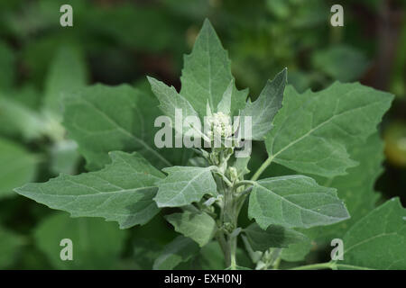 Fette Henne, Chenopodium Album, Unkraut Pflanze über die Blüte mit glaucous Bläschen bedeckt und wasserabweisenden Blätter, Berkshire, Jul Stockfoto