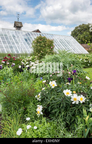 Frühe Sommerblumen einschließlich Pfingstrosen und Iris in Grenzen Arley Hall Gardens in Cheshire, England. Stockfoto