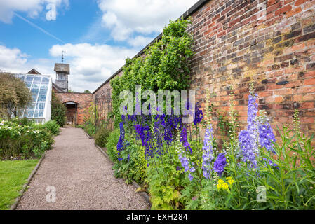 Rittersporn wächst neben eine alte Mauer Arley Hall in Cheshire, England. Stockfoto