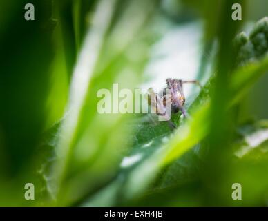 Spinne (Salticus Scenicus) Porträt springen. Schöne kleine Spinne sitzt auf dem Rasen Stockfoto