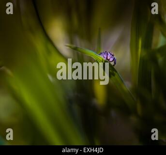 Spinne (Salticus Scenicus) Porträt springen. Schöne kleine Spinne sitzt auf dem Rasen Stockfoto