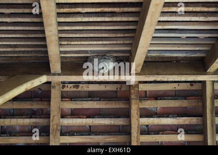 Vespula germanica. Wespennest in den Dachsparren eines Gebäudes. Großbritannien Stockfoto