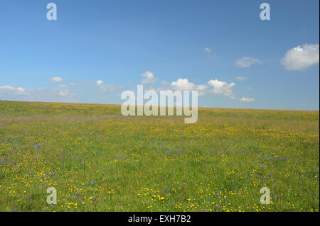 Buttercup und Bluebell Wiese auf der South West Coastal Path, in der Nähe von Salcombe, auf der Südküste von Devon, England, UK Stockfoto