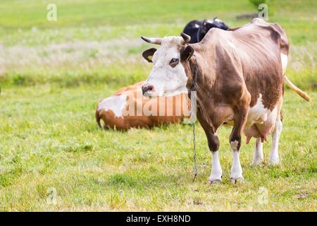 Porträt der Kuh auf der Weide. Tierische Gesichtsfoto im freien fotografiert Stockfoto