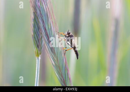 Schöne Nahaufnahme von Asilus Crabroniformis. Insekten in Großaufnahme. Stockfoto