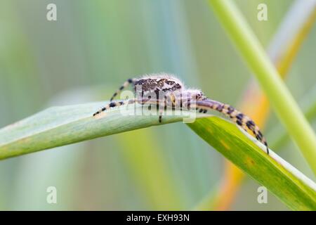Spinne in der großen Nähe bis zu überqueren. Schöne Makro Spinne sitzt auf dem Rasen Stockfoto