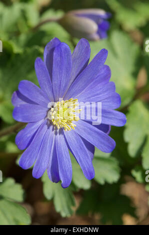 Anemone Blanda Blüte und Knospe Stockfoto