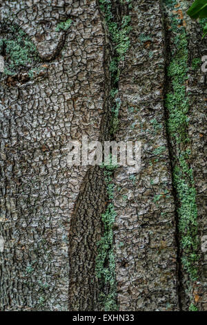 Birke, Island Stockfoto