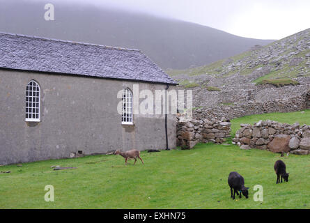 Soay Schafe grasen vor der Kirche.  Hirta, St Kilda, Schottland, Großbritannien. Stockfoto