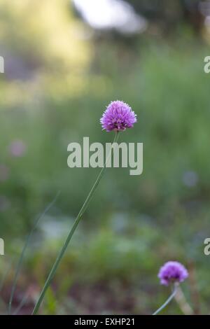Schöne Blumen von Schnittlauch im Garten fotografiert. Rosa Blüten der Zwiebel. Stockfoto