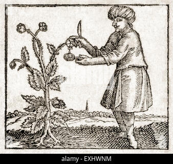 Holzschnitt des Mannes, die Gewinnung von Rohopium aus Mohn Pod; von Frontispiz ein 1614 französischen Erstausgabe des "Opiolgia oder eine Abhandlung über die Natur, Eigenschaften, wahre Vorbereitung und sichere Nutzung und Verwaltung von Opium" von Angelo Sala (1576-1637). Stockfoto