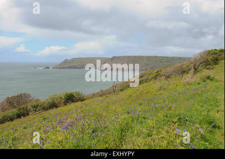 Bluebell bedeckt Hang auf dem South West Coastal Path, in der Nähe von Salcombe, auf der Südküste von Devon, England, UK Stockfoto
