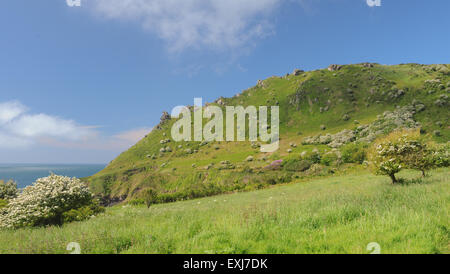 Grünland mit weiß blühenden Sträuchern auf dem South West Coastal Path, in der Nähe von Salcombe, auf der Südküste von Devon, England, UK Stockfoto