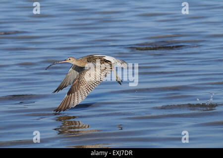 Fliegende Brachvogel in Sharm el-Sheikh Strand des Roten Meeres Stockfoto