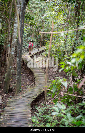 Ein Nationalpark-Ranger, der auf einem Holzweg durch den Flachlandwald im Sangkima Nature Reserve, Ost-Kalimantan, Indonesien, läuft. Stockfoto