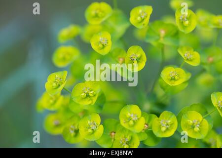 Blumen der Wolfsmilch (Euphorbia Amygdaloides). Schöne Grünpflanze, blühen im Sommer Stockfoto