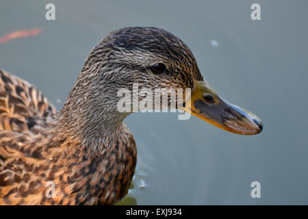Dies war im Chicago Botanic Garden eingefangen. Es ist eine Nahaufnahme Foto einer Ente im großen Teich schwimmen. Stockfoto