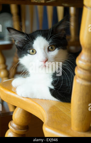 Dies ist ein Bild einer Katze, die etwa drei Monate alt ist, die auf einen Küchenstuhl posiert. Stockfoto
