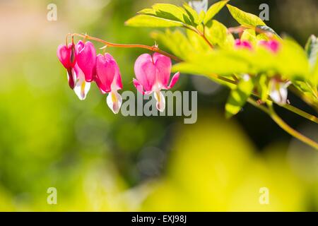 Schöne Blumen von Dicentra Spectabilis blühen im Sommer im Garten. Stockfoto