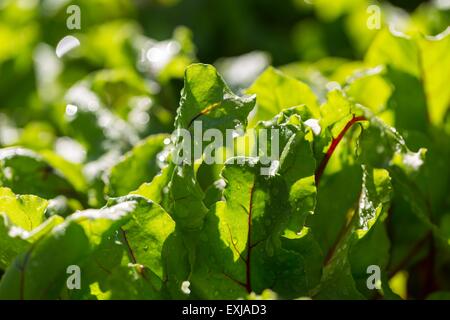 Junge grüne Blätter von rote Beete im Garten wachsen. Rüben verlässt sich in enger Stockfoto