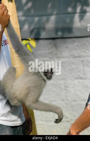 Ein junger javan Gibbon (Hylobates moloch, silvery gibbon) im Javan Gibbon Center (JGC) - Rehabilitationszentrum in Bodogol, Sukabumi, West Java, Indonesien. Stockfoto