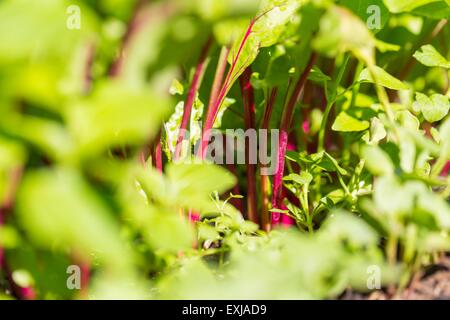 Junge grüne Blätter von rote Beete im Garten wachsen. Rüben verlässt sich in enger Stockfoto