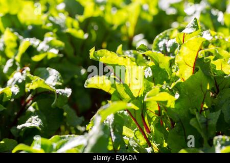 Junge grüne Blätter von rote Beete im Garten wachsen. Rüben verlässt sich in enger Stockfoto