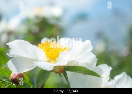 Einzelne Weiße Pfingstrose Blume im Sonnenschein im Sommer in einem englischen Garten. Stockfoto