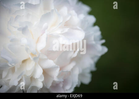 Eine weiche Doppel Pfingstrose mit hellen cremigen weißen Blütenblättern. Eine Nahaufnahme von einer einzigen Blüte. Stockfoto