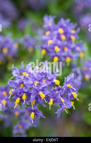 Solanum Crispum "Glasnevin" Blumen in Nahaufnahme. Ein blühender Strauch oder Kletterer, die im Frühsommer blüht. Stockfoto