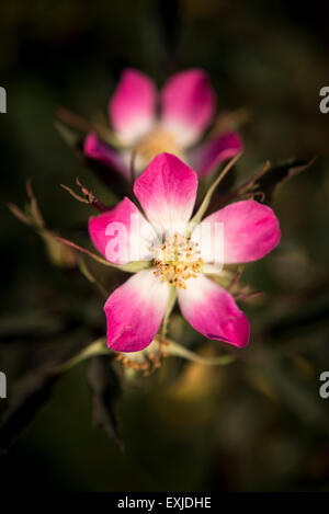 Rose Glauca mit kleinen rosa Blüten gesehen Nahaufnahme mit einem weichen, dunklen Hintergrund. Stockfoto