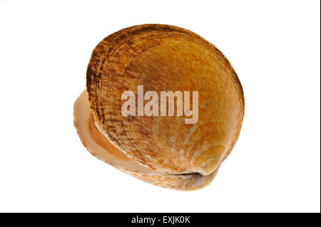 Hund Herzmuschel (Glycymeris Glycymeris) Shell auf weißem Hintergrund Stockfoto