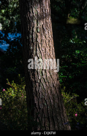 Loblolly Kiefer Baumstamm in den Kanapaha botanischen Gärten in Gainesville, Florida. Stockfoto