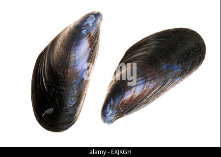 Gemeinsamen Muscheln / blue Muschelschalen (Mytilus Edulis) auf weißem Hintergrund Stockfoto