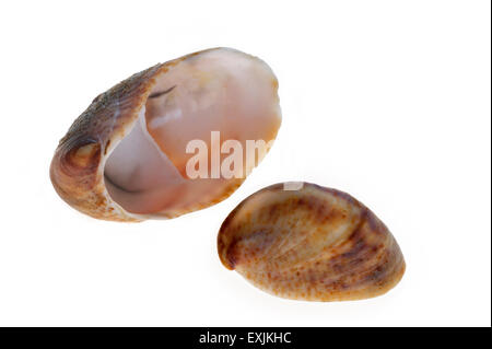 Amerikanische Pantoffel Napfschnecken / gemeinsame Pantoffel Limpet (Crepidula Fornicata) Muscheln auf weißem Hintergrund Stockfoto