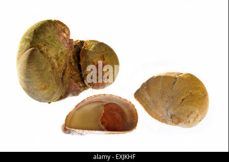 Amerikanische Pantoffel Napfschnecken / gemeinsame Pantoffel Limpet (Crepidula Fornicata) Muscheln auf weißem Hintergrund Stockfoto