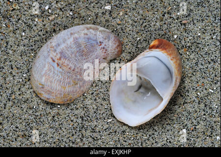 Amerikanische Pantoffel Napfschnecken / gemeinsame Pantoffel Limpet (Crepidula Fornicata) Muscheln an Strand gespült Stockfoto
