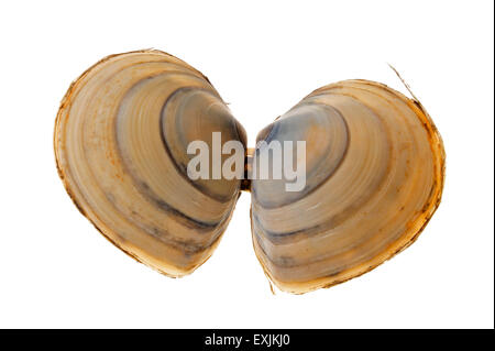 Baltischen Macoma / Ostsee clam / Ostsee tellin (Macoma Balthica) Muscheln auf weißem Hintergrund Stockfoto