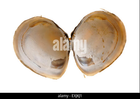 Baltischen Macoma / Ostsee clam / Ostsee tellin (Macoma Balthica) Muscheln auf weißem Hintergrund Stockfoto