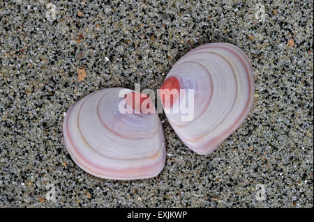 Baltischen Macoma / Baltic clam / Ostsee tellin (Macoma Balthica) Muscheln an Strand gespült Stockfoto