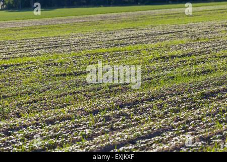Nahaufnahme des jungen Getreide Sprossen auf Feld. Hintergrund der grünen gekeimtes Getreidepflanzen wachsen auf Feld Stockfoto