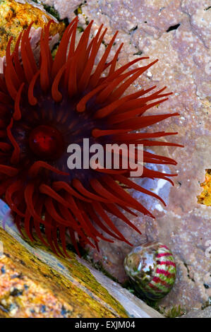 Mikrokügelchen Anemone (Actinia Equina) rote Seeanemone im Felsenbad in der Gezeitenzone Stockfoto